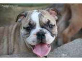 Bulldog Puppy for sale in Barbourville, KY, USA