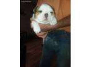 Bulldog Puppy for sale in Bella Vista, AR, USA