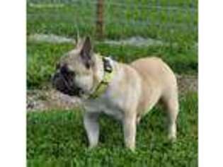French Bulldog Puppy for sale in Centerville, IA, USA
