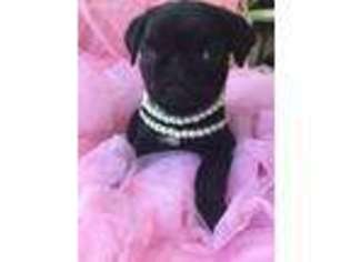 Pug Puppy for sale in Medford, OR, USA