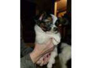 Papillon Puppy for sale in Pendleton, OR, USA