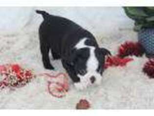 Boston Terrier Puppy for sale in Arbela, MO, USA
