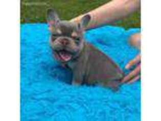 French Bulldog Puppy for sale in Narvon, PA, USA