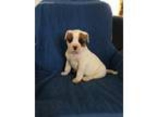 American Bulldog Puppy for sale in Dayton, IA, USA