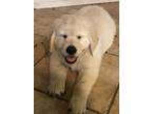 Mutt Puppy for sale in Port Neches, TX, USA