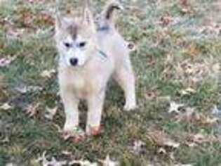Siberian Husky Puppy for sale in Versailles, MO, USA