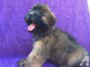 Soft Coated Wheaten Terrier Puppy for sale in BROOKSVILLE, FL, USA