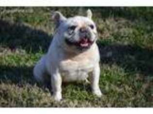 French Bulldog Puppy for sale in Gallatin, TN, USA