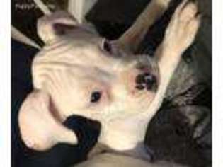 Boxer Puppy for sale in Utica, NY, USA