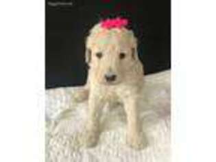 Goldendoodle Puppy for sale in Bradford, OH, USA