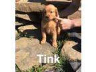 Golden Retriever Puppy for sale in Morgantown, WV, USA