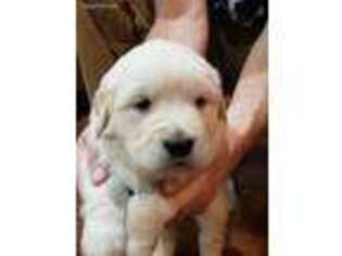 Golden Retriever Puppy for sale in Rensselaer, IN, USA