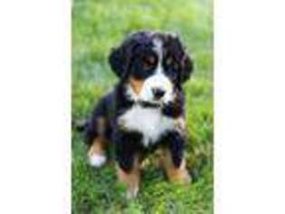 Bernese Mountain Dog Puppy for sale in Berne, IN, USA