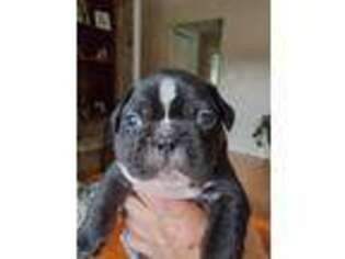 French Bulldog Puppy for sale in Dandridge, TN, USA
