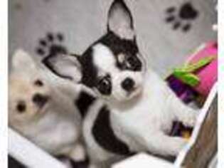 Chihuahua Puppy for sale in Anderson, SC, USA