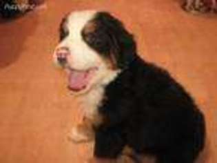 Bernese Mountain Dog Puppy for sale in Pikeville, TN, USA