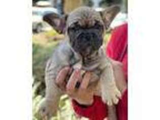 French Bulldog Puppy for sale in Pembroke Pines, FL, USA