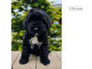 Portuguese Water Dog Puppy for sale in Canton, OH, USA