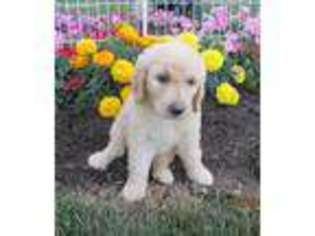 Goldendoodle Puppy for sale in Penn Yan, NY, USA