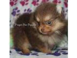 Pomeranian Puppy for sale in Mountain Grove, MO, USA