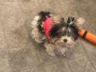 Yorkshire Terrier Puppy for sale in Gaithersburg, MD, USA