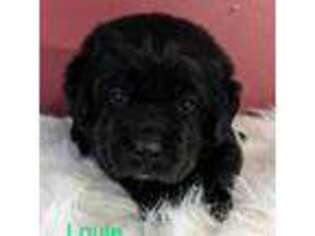Labrador Retriever Puppy for sale in Nicholville, NY, USA