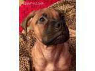 Medium Photo #1 Boerboel Puppy For Sale in Asheville, NC, USA