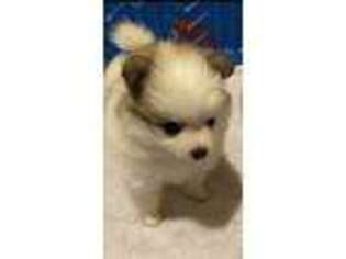 Pomeranian Puppy for sale in Milwaukee, WI, USA