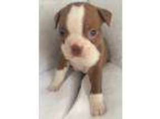 Boston Terrier Puppy for sale in Hartville, OH, USA