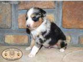 Miniature Australian Shepherd Puppy for sale in Fort Towson, OK, USA