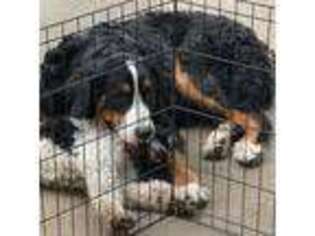 Bernese Mountain Dog Puppy for sale in Oakley, CA, USA