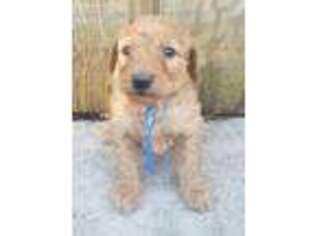 Goldendoodle Puppy for sale in Only, TN, USA