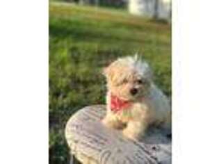 Maltese Puppy for sale in Augusta, GA, USA