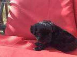Mutt Puppy for sale in Greensburg, KY, USA