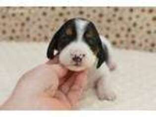 Basset Hound Puppy for sale in Zanesville, OH, USA