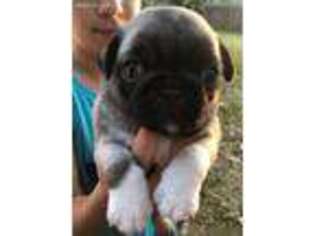 Pug Puppy for sale in Stilwell, OK, USA