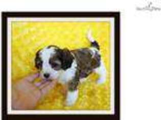 Cavapoo Puppy for sale in Shreveport, LA, USA