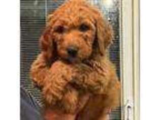 Goldendoodle Puppy for sale in Kenosha, WI, USA