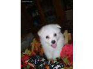 American Eskimo Dog Puppy for sale in Packwood, IA, USA