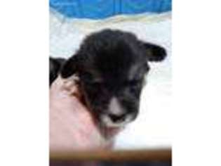 Pembroke Welsh Corgi Puppy for sale in Blountville, TN, USA