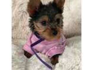 Yorkshire Terrier Puppy for sale in Fair Lawn, NJ, USA