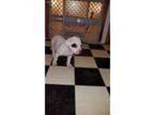American Bulldog Puppy for sale in Sioux City, IA, USA