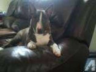 Bull Terrier Puppy for sale in SAINT LOUIS, MO, USA