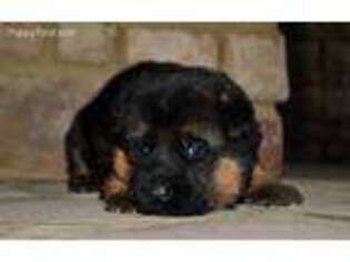 German Shepherd Dog Puppy for sale in Lancaster, KY, USA