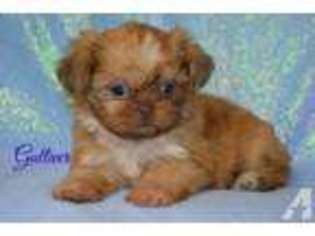 Mutt Puppy for sale in MERCER, PA, USA