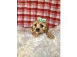 Cavachon Puppy for sale in Clifton, KS, USA