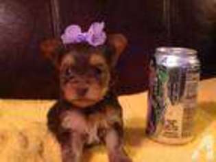 Yorkshire Terrier Puppy for sale in SAN ANTONIO, TX, USA