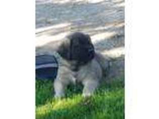 Mastiff Puppy for sale in Austin, MN, USA