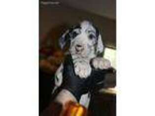 Great Dane Puppy for sale in Thomasville, NC, USA