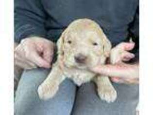 Labradoodle Puppy for sale in Berlin, NJ, USA